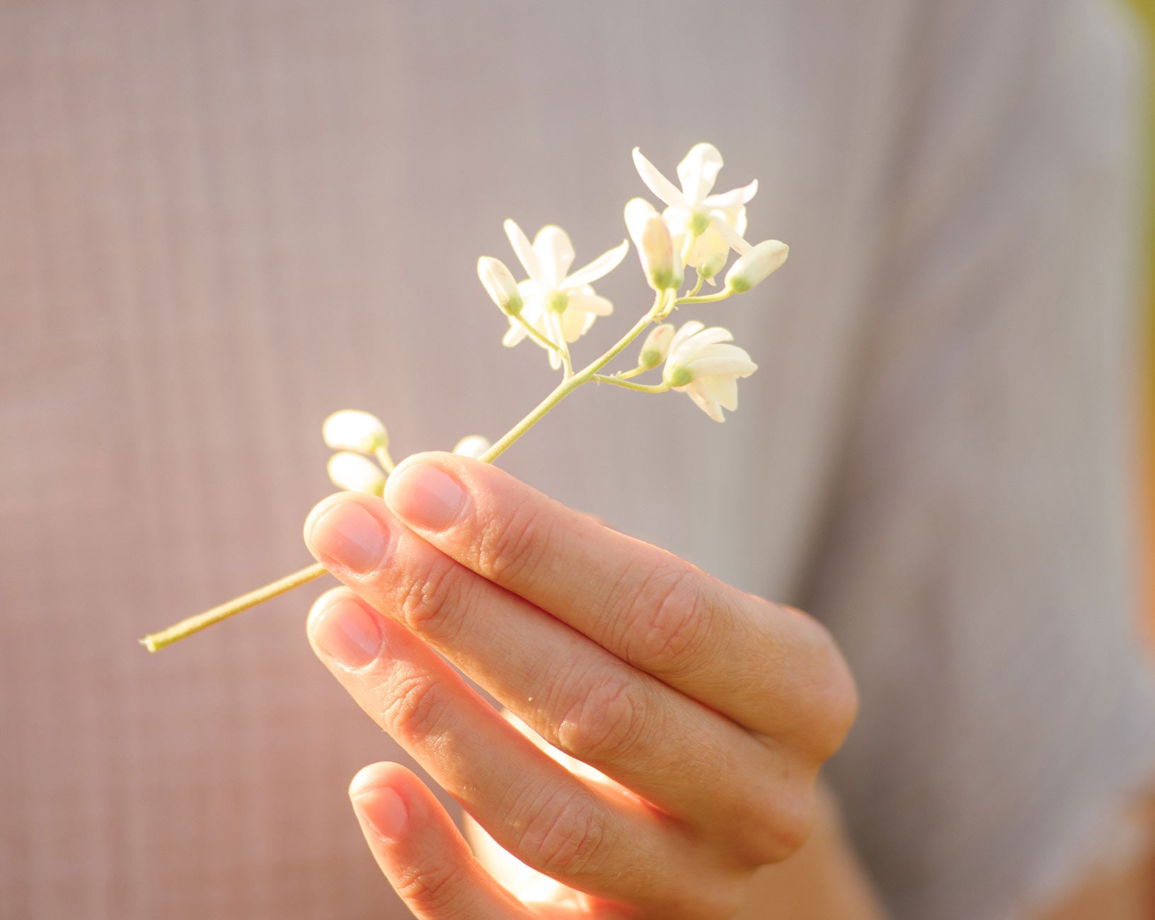 What Is Moringa Oil? Transform Your Beauty Routine — and the Planet